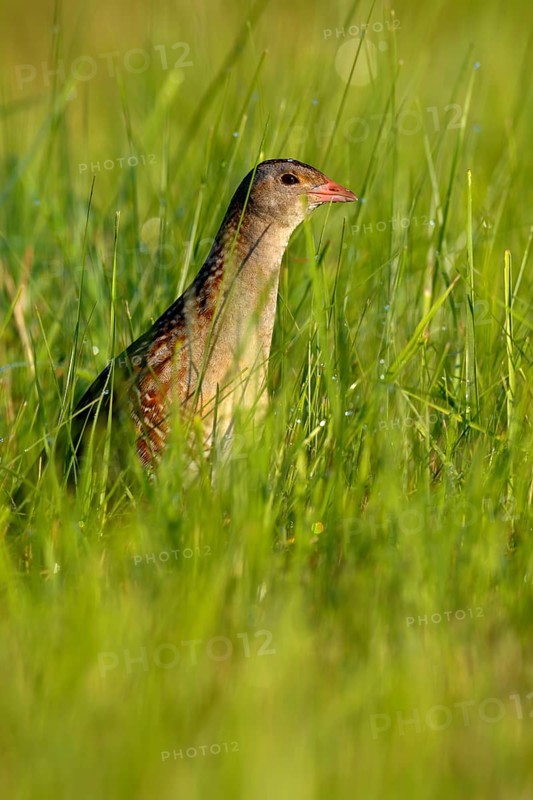 Corn Crake (Crex crex), Saxony-Anhalt, Germany