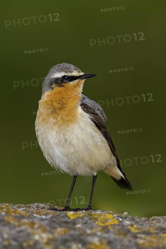 Northern Wheatear (Oenanthe oenanthe) male, Scotland, United Kingdom