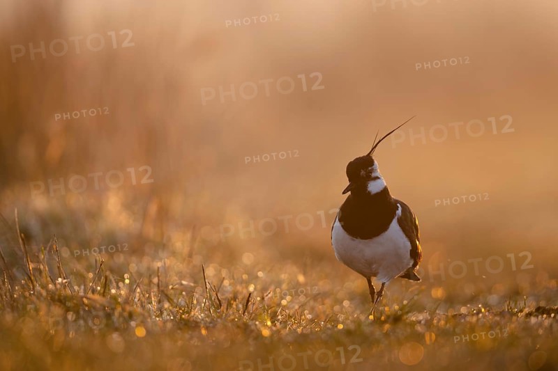 Northern Lapwing (Vanellus vanellus), Lower Saxony, Germany