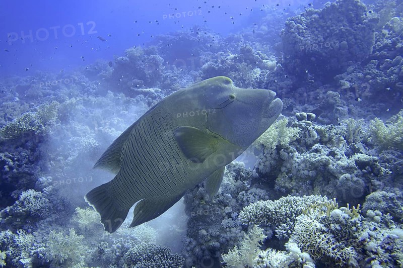 Napoleon wrasse (Cheilinus undulatus)