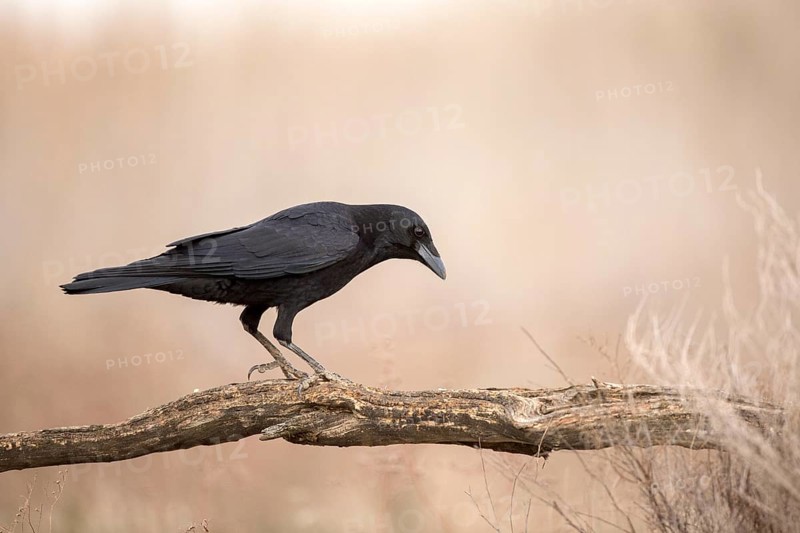 Northern Raven (Corvus corax), Castile-La Mancha, Spain