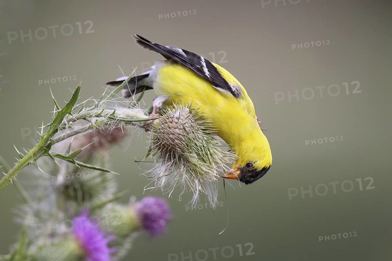 American Goldfinch (Spinus tristis) male, Ohio, USA