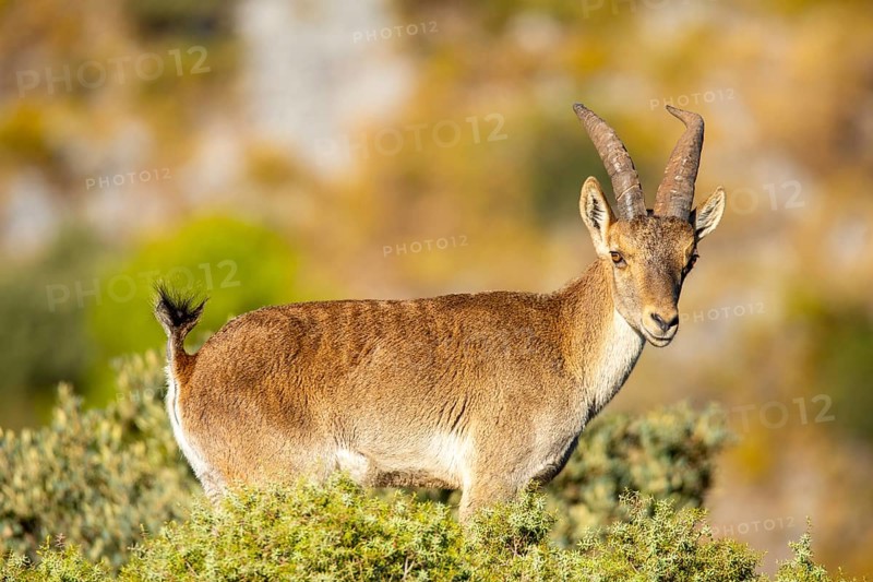 A majestic Iberian ibex standing proudly on a rocky outcrop in its natural habitat. The wild goat displays its distinctive curved horns against a backdrop of sunlit greenery
