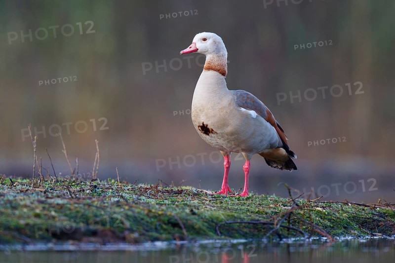 Egyptian Goose (Alopochen aegyptiaca), North Rhine-Westphalia, Germany