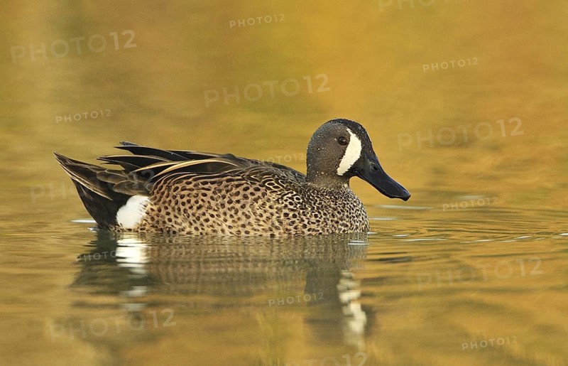 Blue-winged Teal (Spatula discors) male, Texas, USA