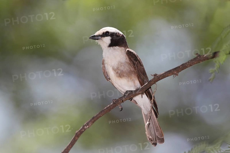 Northern White-crowned Shrike (Eurocephalus ruppelli), Lake Baringo, Kenya