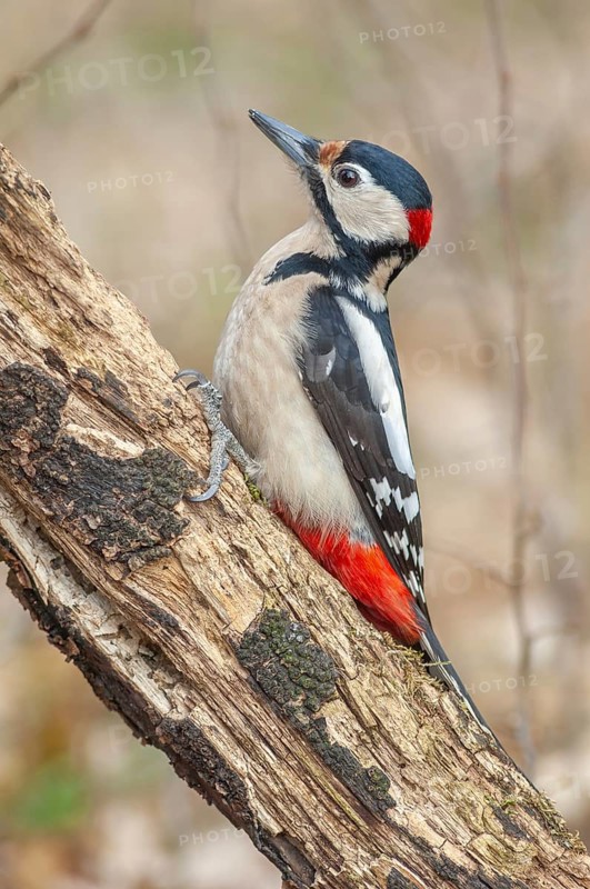 A bird with red and black feathers sits on a branch. Great woodpecker (Dendrocopos major) . Lower Rhine, Alsace, France
