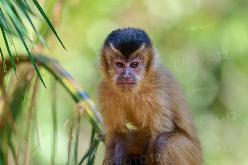 Small monkey sitting attentively between green leaves in a natural environment, capuchin monkey (Sapajus apella), Pantanal, Mato Grosso, Brazil