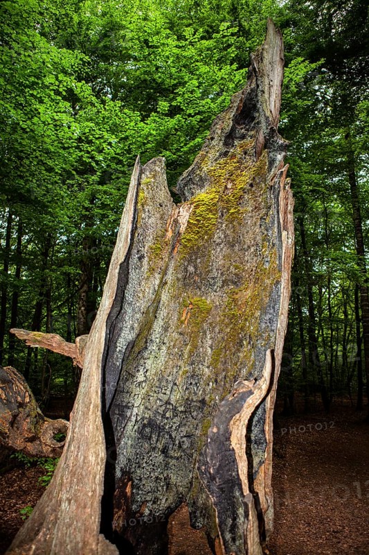 Old rotten oak tree, Primeval forest Urwald Sababurg, Hofgeismar, Weser Uplands, Weserbergland, Hesse, Germany