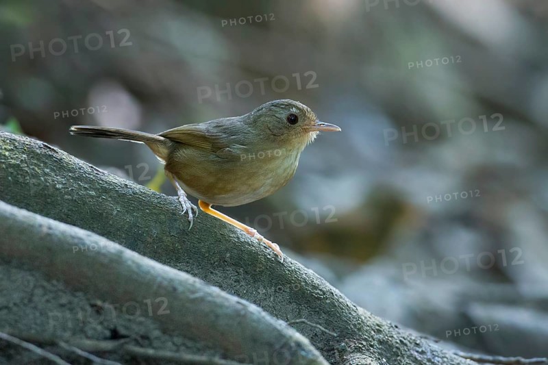 Buff-breasted Babbler (Pellorneum tickelli), Thailand