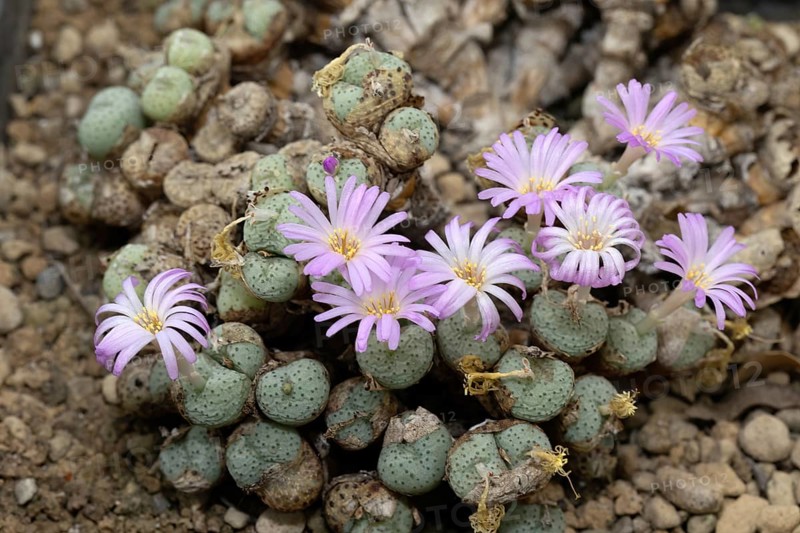Conophytum obscurum, living stones, blooming, flowers, Stellenbosch Botanic Garden, Western Cape, South Africa