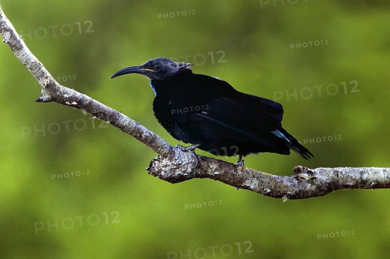 Paradise Riflebird (Ptiloris paradiseus) male, Queensland, Australia