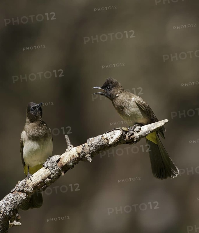 Common Bulbul (Pycnonotus barbatus), Chobe, Botswana
