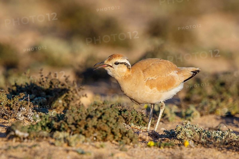 Cream-colored Courser (Cursorius cursor), Fuerteventura, Spain