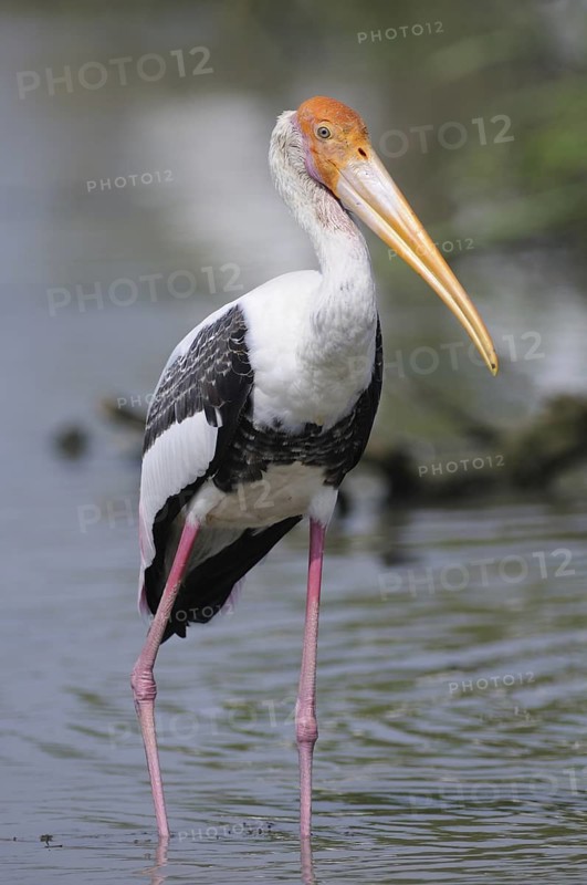 Painted Stork (Mycteria leucocephala), Sri Lanka