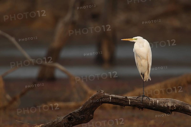 Intermediate Egret (Ardea intermedia), Rajasthan, India