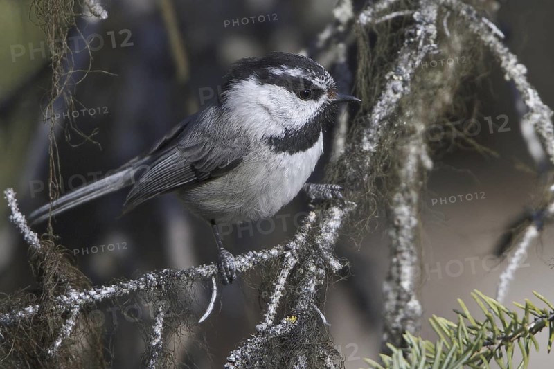 Mountain Chickadee (Poecile gambeli), British Columbia, Canada