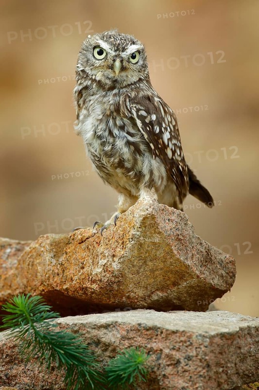 Little Owl, Athene noctua, bird in the nature habitat, sitting on the stone. Bird with yellow eyes, Romania. Wildlife scene from nature