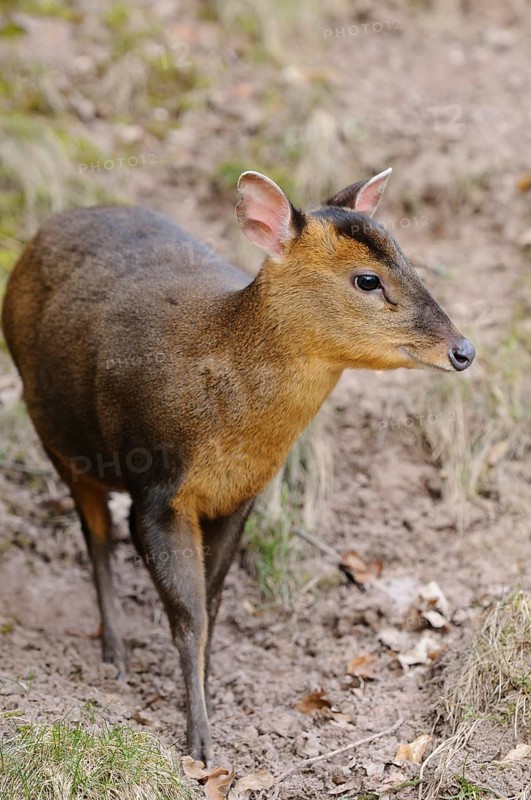 A muntjac looks around attentively in the forest, surrounded by autumn foliage, Chinese muntjac (Muntiacus reevesi), captive
