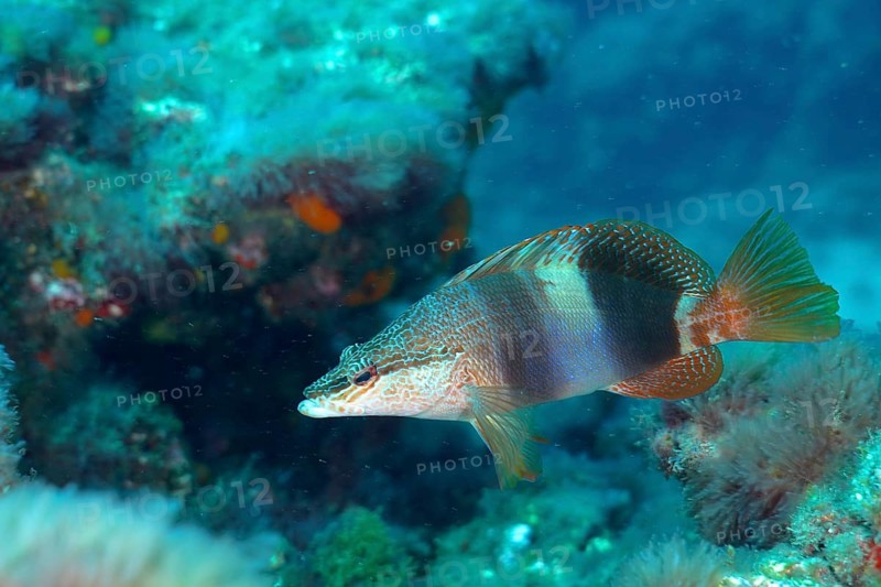 Sculpted perch (Serranus scriba)
