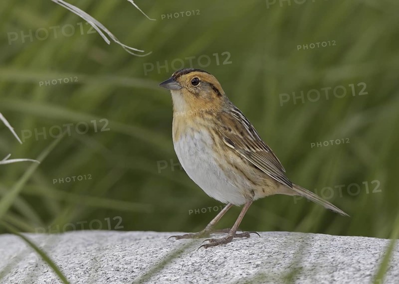 Nelson's Sparrow (Ammodramus nelsoni), North Dakota, USA