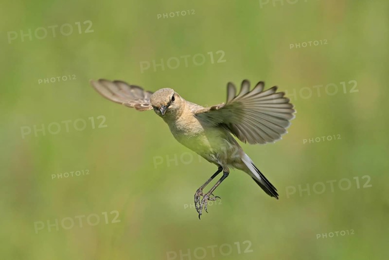 Isabelline Wheatear (Oenanthe isabellina), Rhodopen, Bulgaria