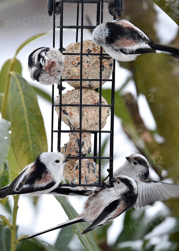 Long-tailed tits (Aegithalos caudatus) eating tit dumplings in winter, Schleswig-Holstein, Germany