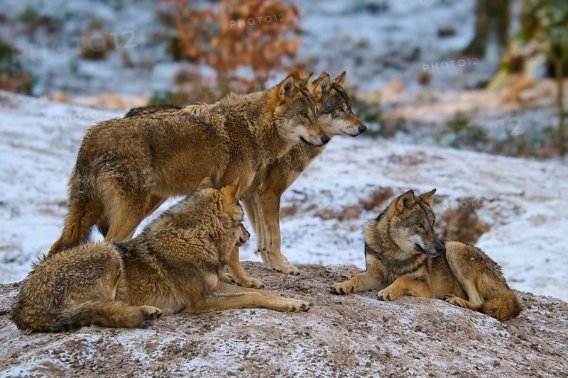 Four wolves resting and standing in a snowy forest, pack, winter, wolf (Canis lupus), Germany