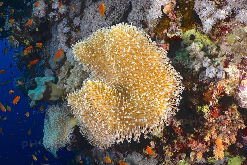Rough leather coral (Sarcophyton glaucum)