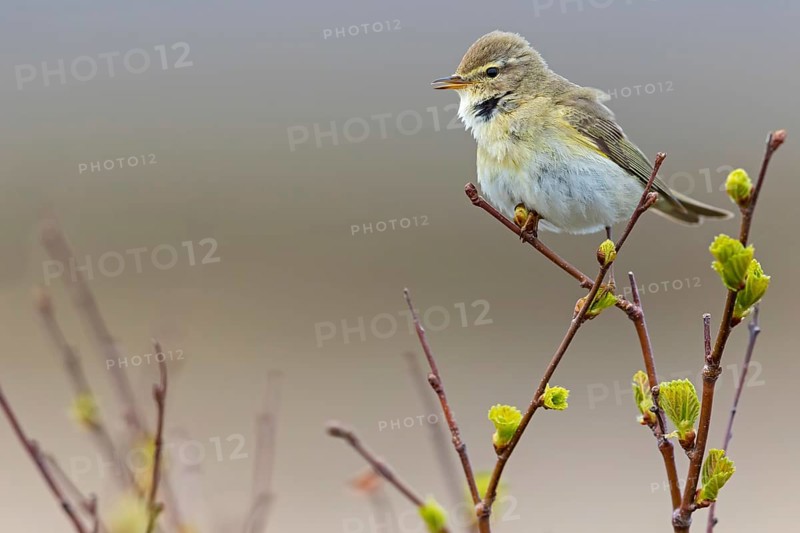 Willow warbler, (Phylloscopus trochilus), animals, birds, songbirds, Varanger, Finnmark, Norway