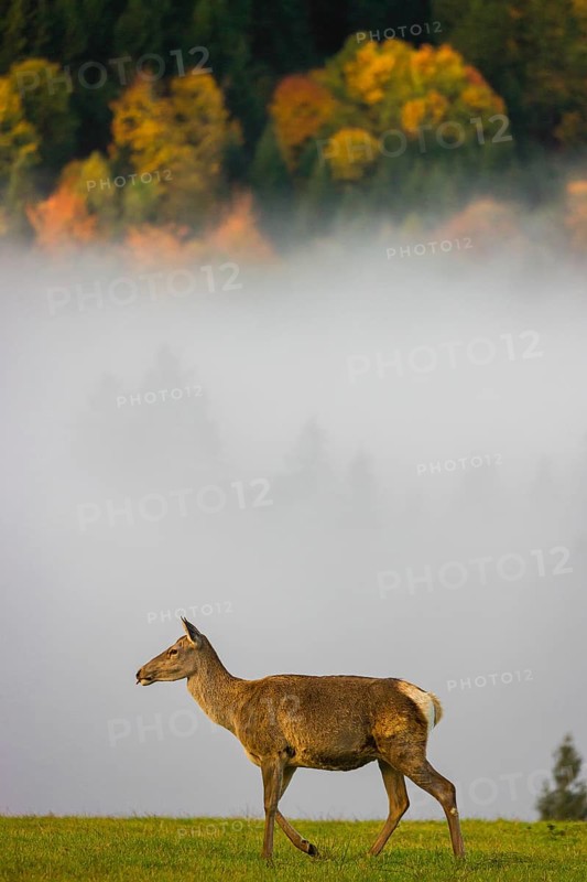 An Altai maral hind, Altai wapiti or Altai elk (Cervus canadensis sibiricus) stands in a meadow in the first light of the day. A forest in full fall foliage is in the background. Dense fog cover the forest partially