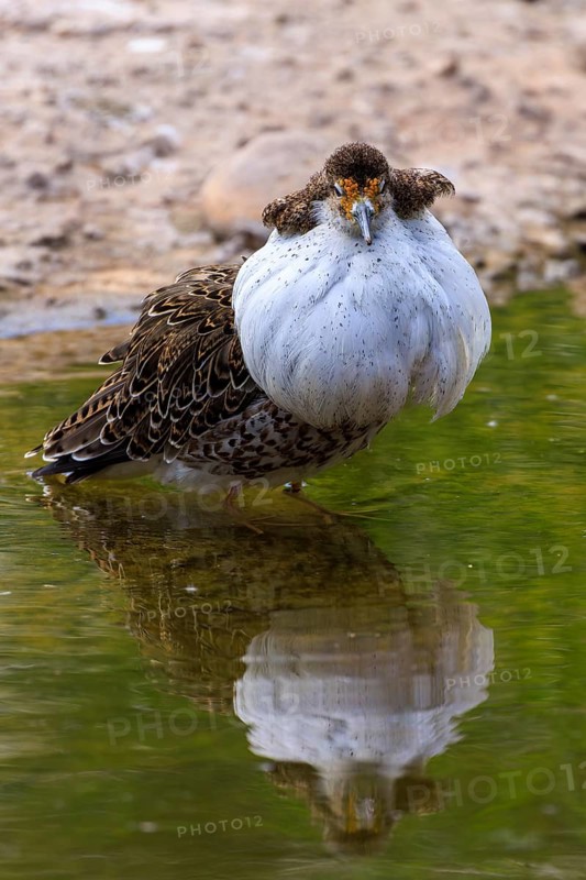 A bird with a conspicuous collar of feathers stands in the water with a clear reflection, ruff (Calidris pugnax, syn.: Philomachus pugnax), courtship display, France