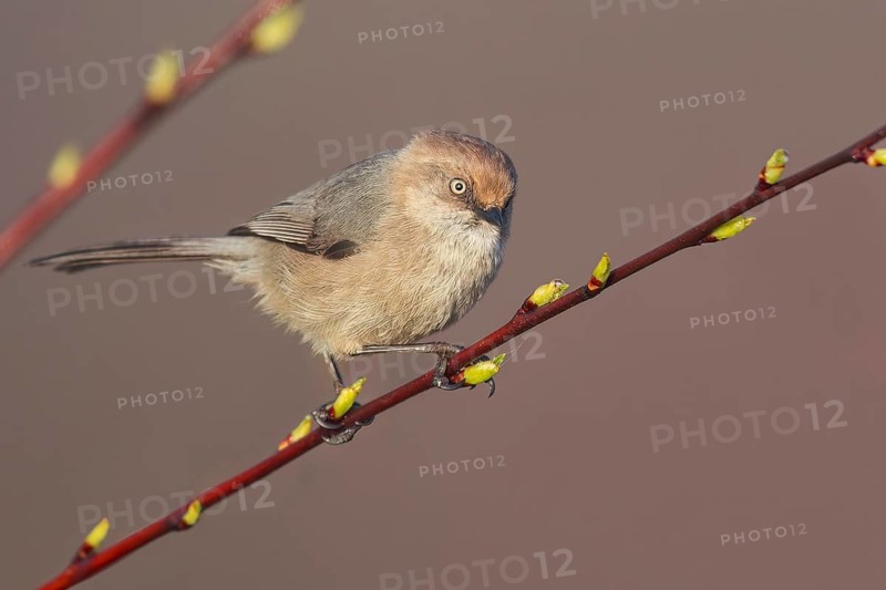 Bushtit (Psaltriparus minimus) perched on a branch in Victoria, BC, Canada