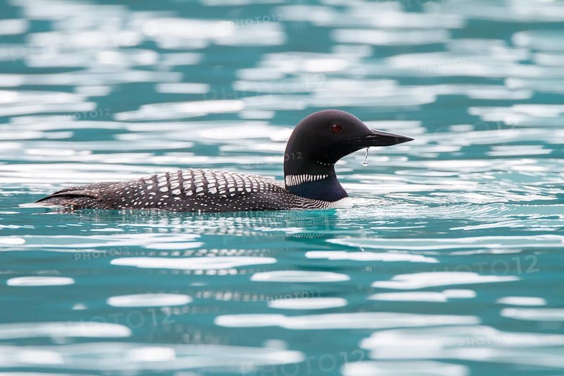 Great Northern Loon (Gavia immer), Alberta, Canada