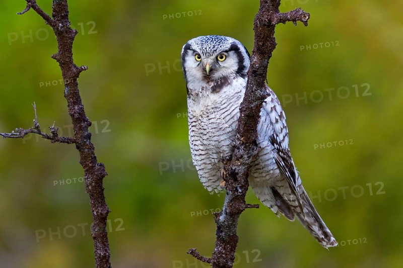 Barred owl, (Surnia ulula), animals, birds, owl family, owl, perch, biotope, habitat, Varanger Bird Park, Finnmark, Norway