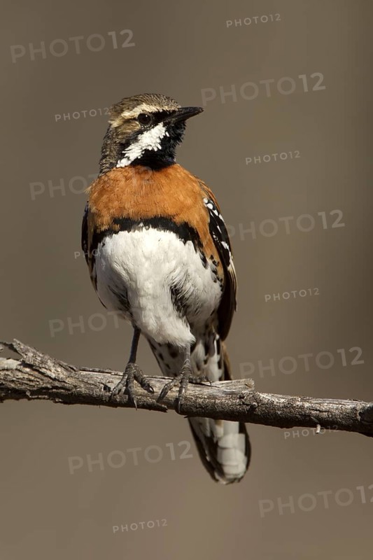 Chestnut-breasted Quail-thrush (Cinclosoma castaneothorax) male, Queensland, Australia