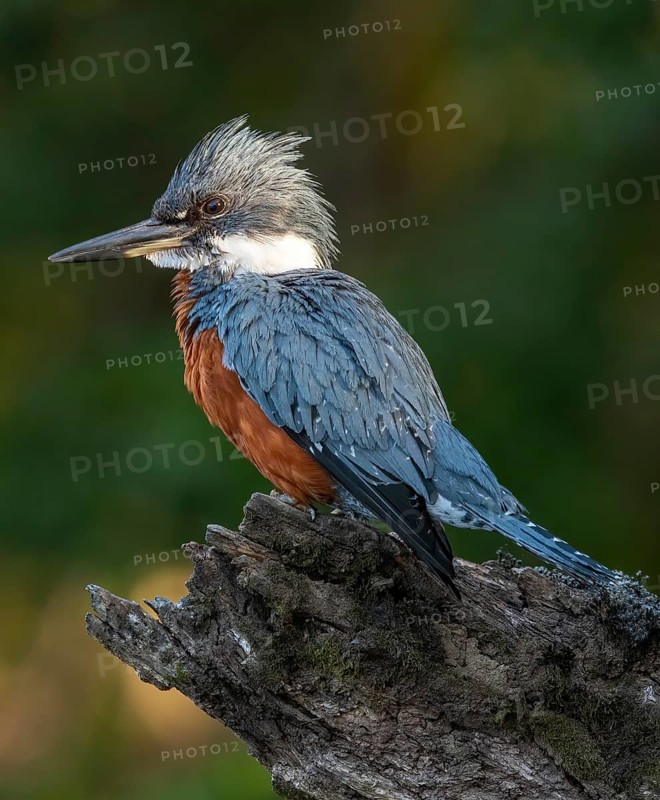 Ringed Kingfisher (Megaceryle torquata) female, Los Lagos, Chile