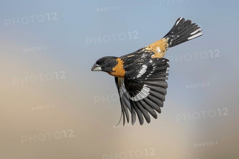 Black-headed Grosbeak (Pheucticus melanocephalus) male flying, Arizona, USA