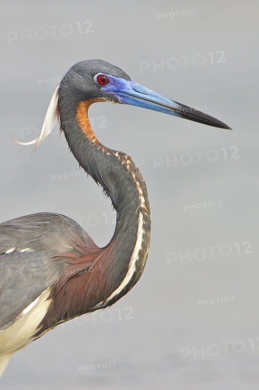 Tricolored Heron (Egretta tricolor) feeding along the shore of a river in Costa Rica, Central America
