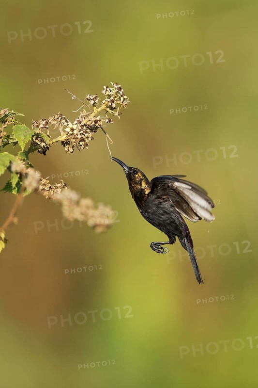 Copper Sunbird (Cinnyris cupreus cupreus) male foraging, Kafa, Ethiopia