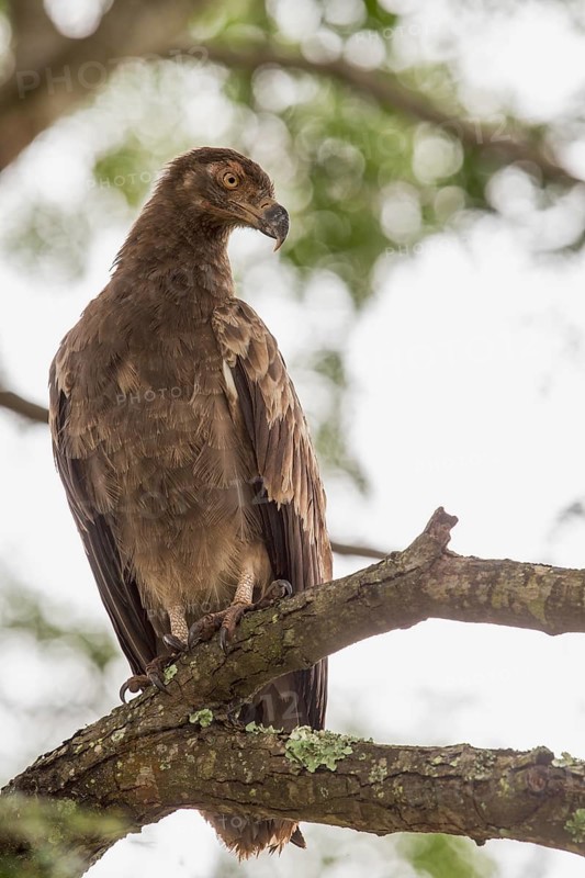 Palm-nut Vulture (Gypohierax angolensis) juvenile, Uganda