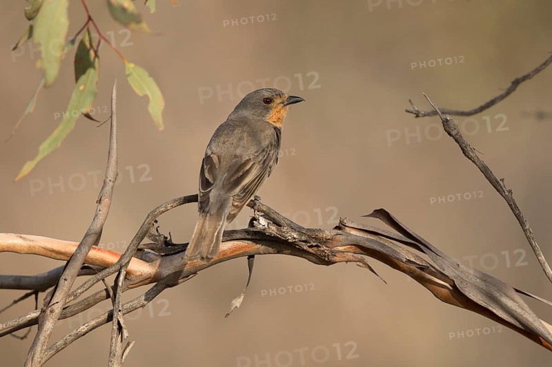 Red-lored Whistler (Pachycephala rufogularis) perched on a branch, Victoria, Australia
