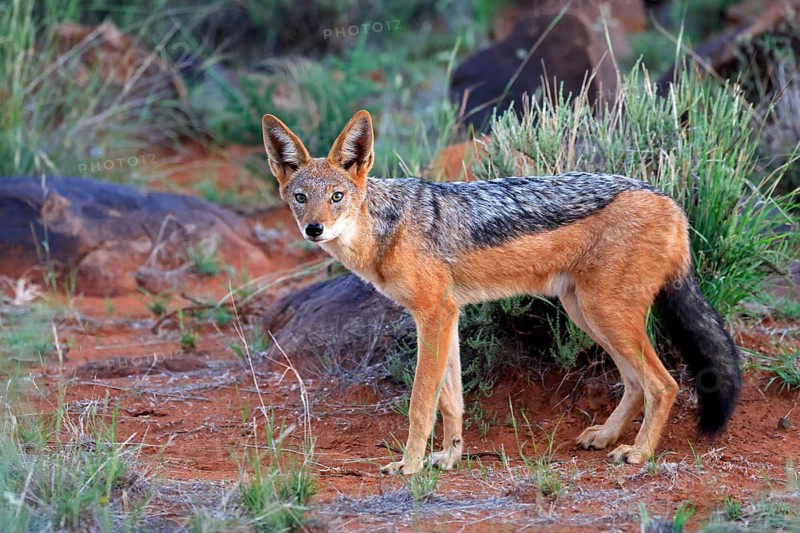 Black-backed jackal (Lupulella mesomelas), adult, alert, foraging, Mokala National Park, Northern Cape, South Africa