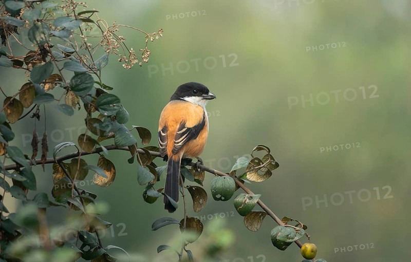 A long-tailed shrike or rufous-backed shrike (Lanius schach) on a tree branch, Sreepur, Gazipur, Bangladesh