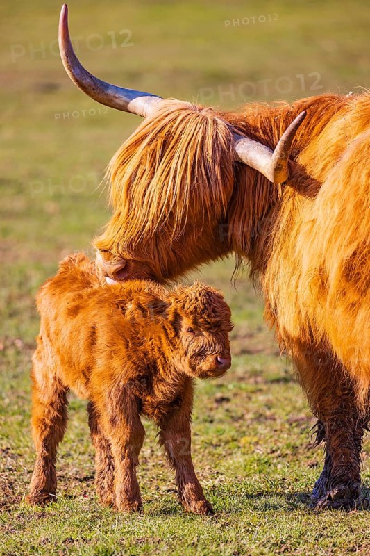 One Highland cow (Bos (primigenius) taurus) stands on a meadow and licks her calf clean