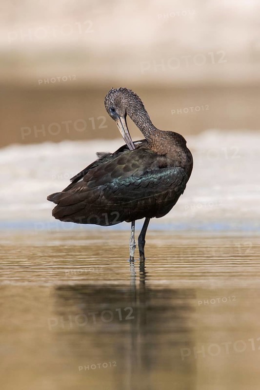 Glossy Ibis (Plegadis falcinellus) preening, Eilat, Israel