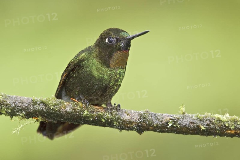 Flame-throated Sunangel (Heliangelus micraster), Ecuador