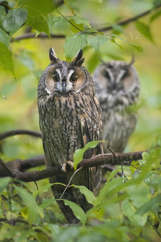 Two long-eared owls (Asio otus) (Strix otus) perched in tree in forest
