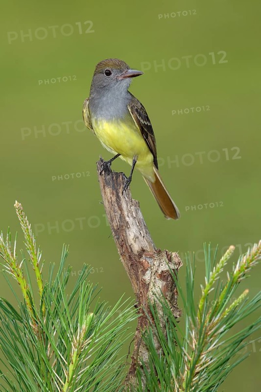 Great Crested Flycatcher (Myiarchus crinitus) perched on an old branch, Texas, USA