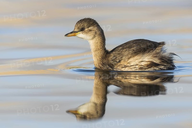 Little Grebe (Tachybaptus ruficollis), Eilat, Israel